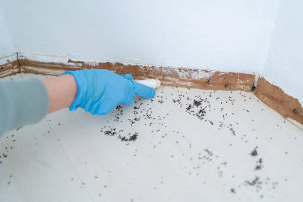 Best Ant Control Services  in Union City, IN